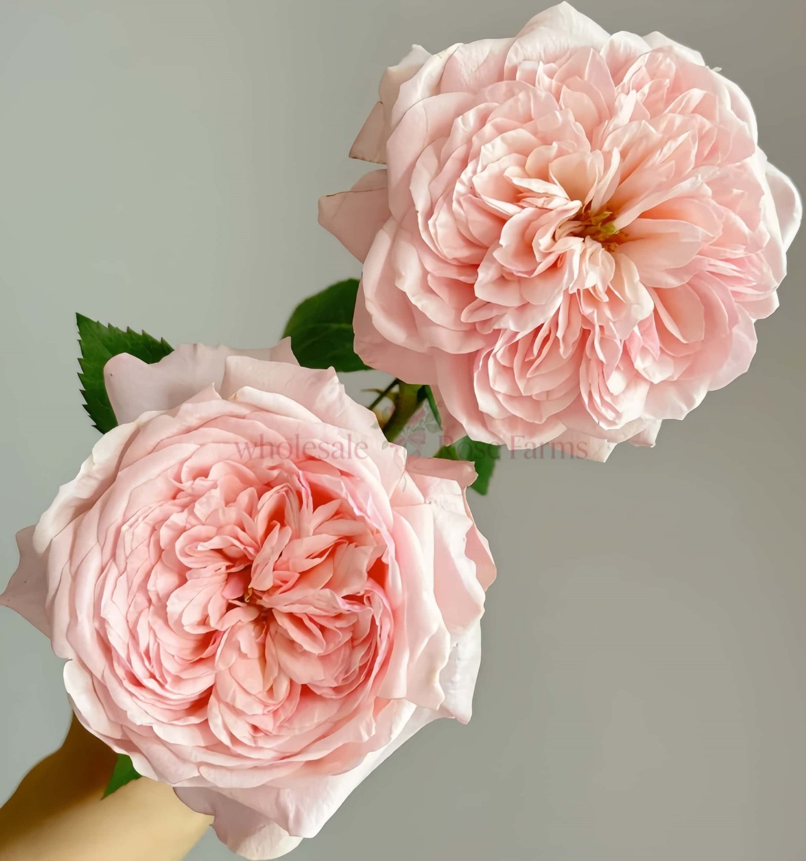 Victorian Pink Rose丨Wholesale Rose Farms