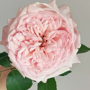 Victorian Pink Rose for Wholesale丨Wholesale Rose Farms