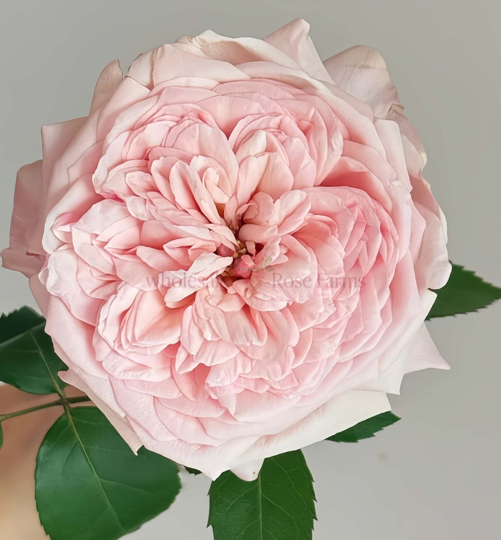 Victorian Pink Rose for Wholesale丨Wholesale Rose Farms