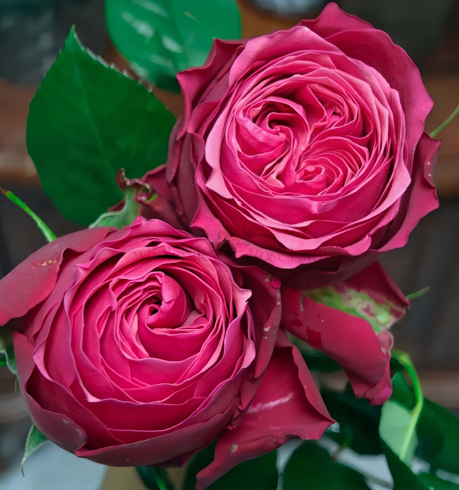 Xi Chun Rose plant丨Wholesale Rose Farms