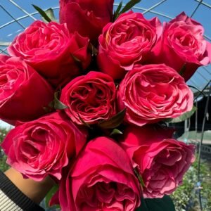 Xi Chun Rose丨Wholesale Rose Farms