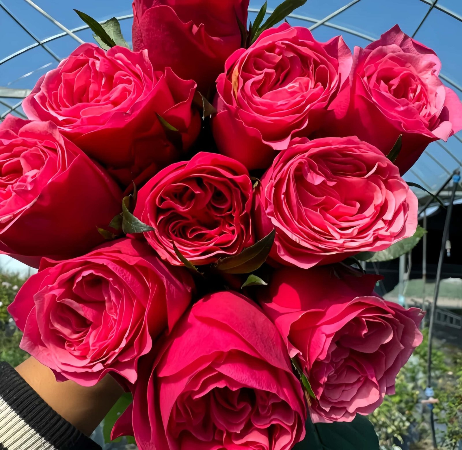 Xi Chun Rose丨Wholesale Rose Farms