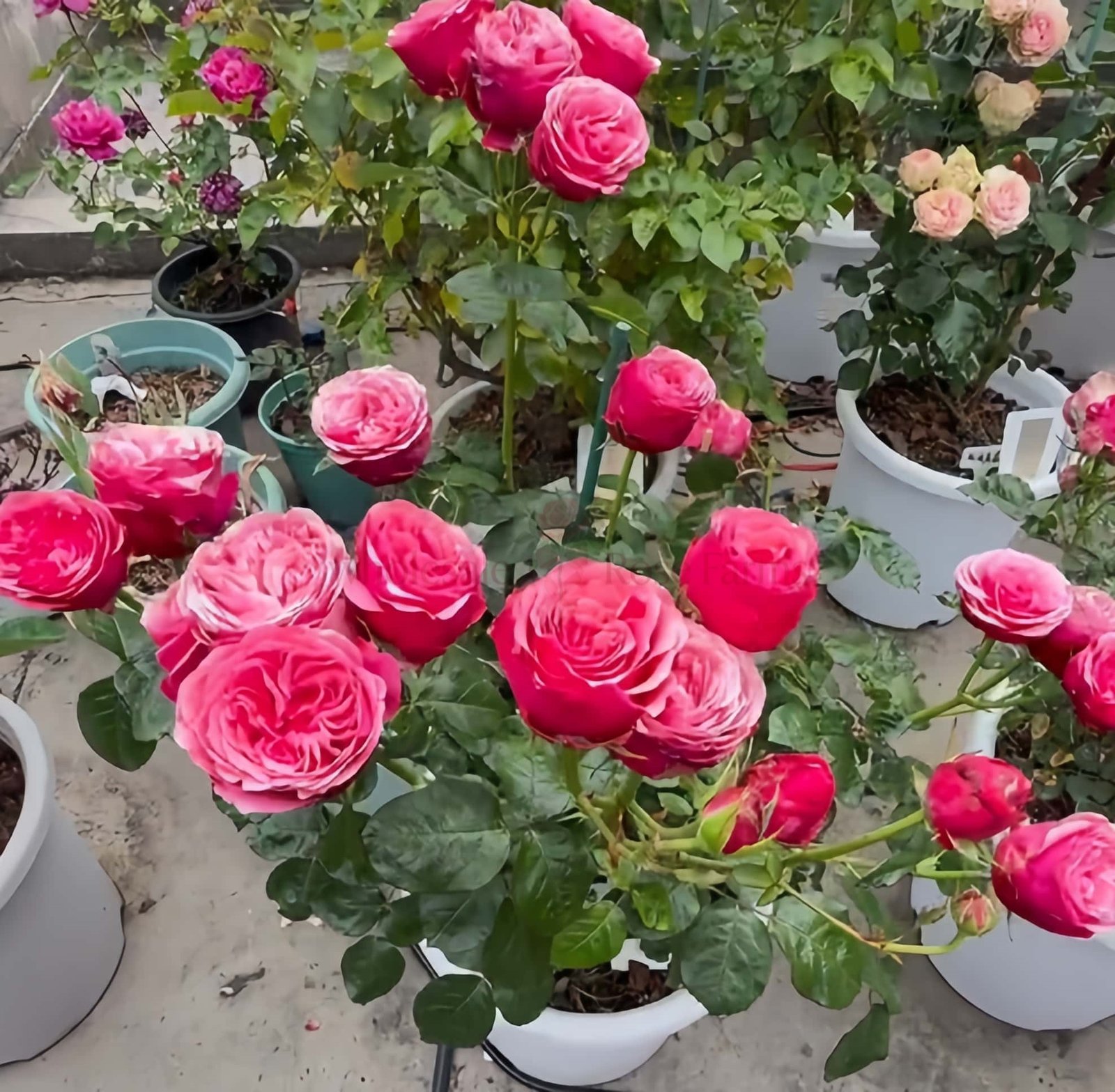 Xi Chun Rose for Wholesale丨Wholesale Rose Farms