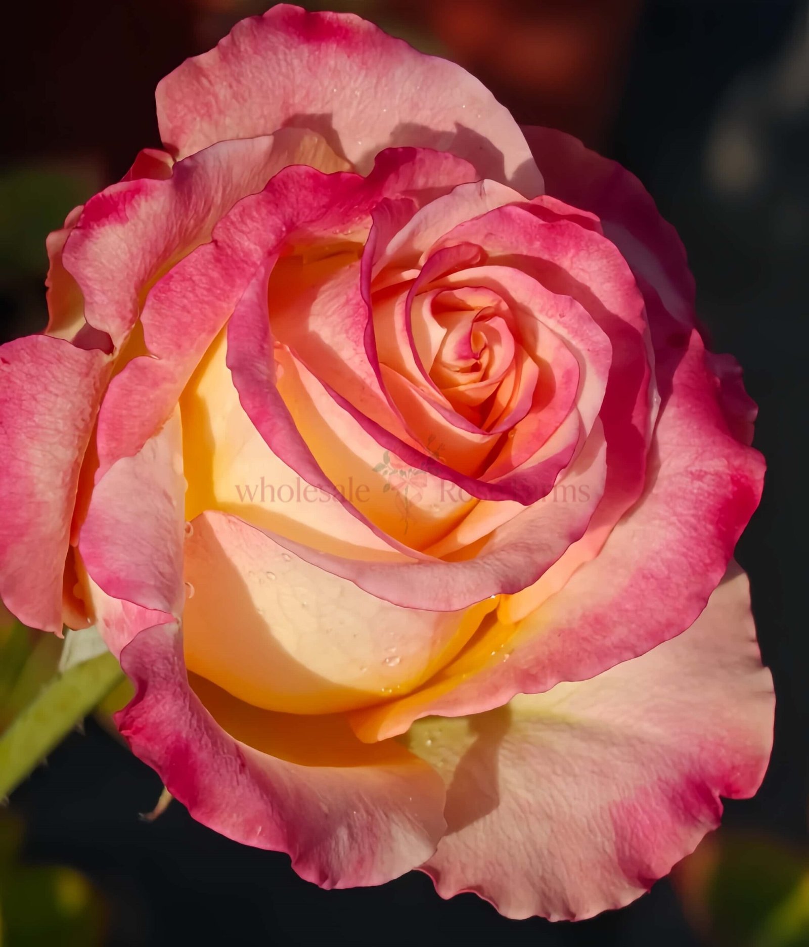 Xiaoxiang Rose plant丨Wholesale Rose Farms
