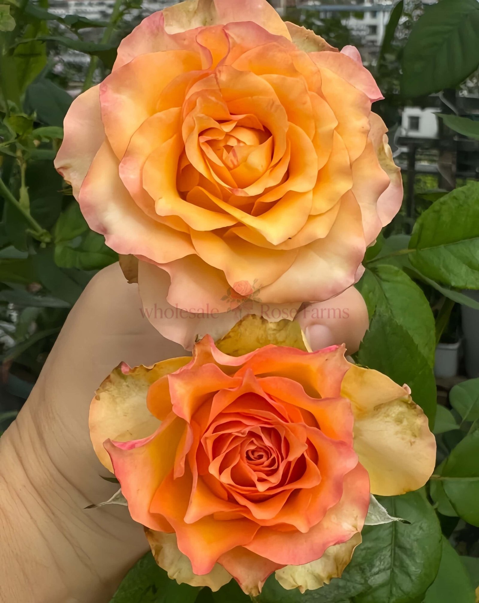 Xiaoxiang Rose丨Wholesale Rose Farms