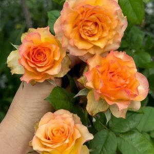 Xiaoxiang Rose for Wholesale丨Wholesale Rose Farms