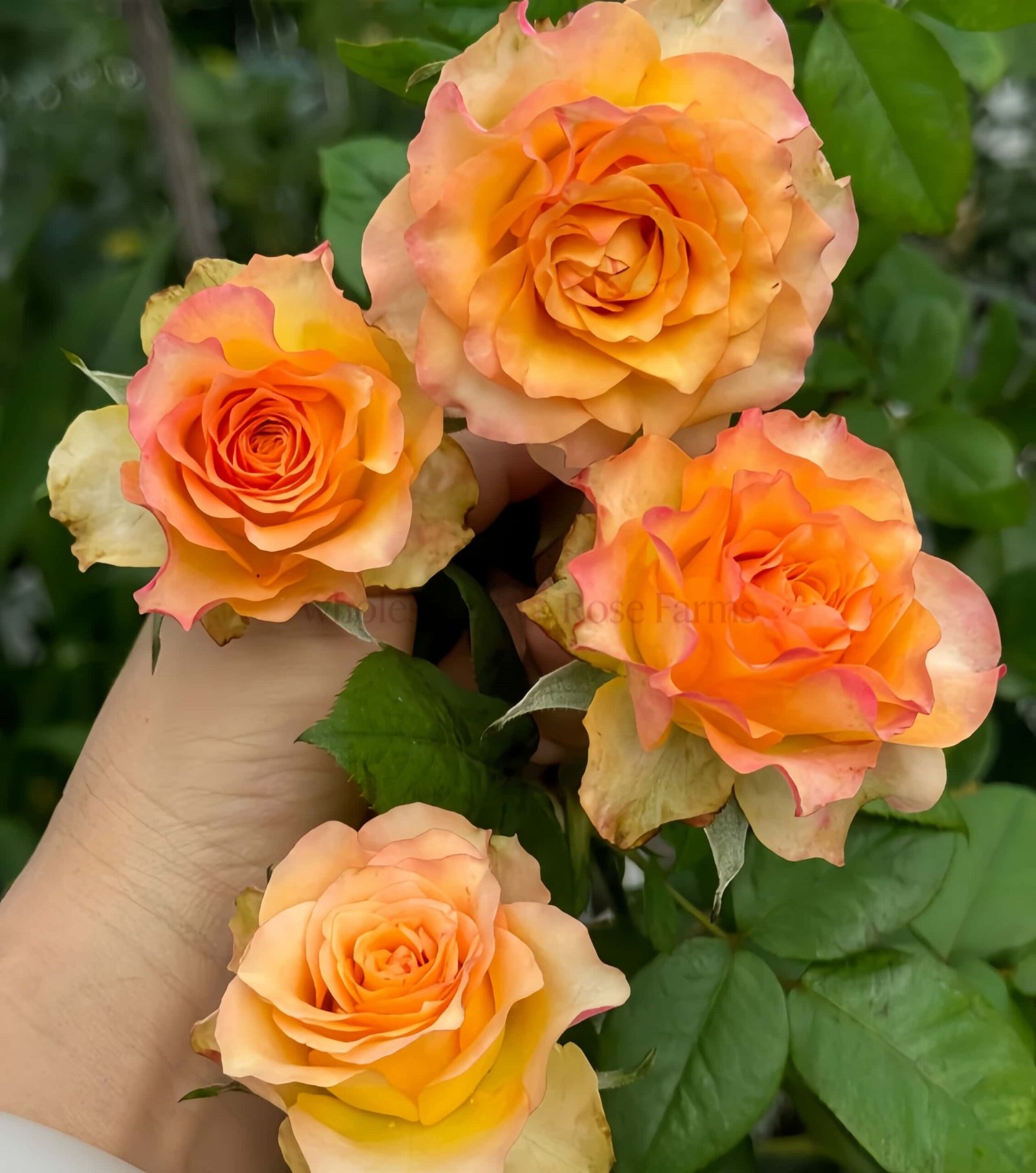 Xiaoxiang Rose for Wholesale丨Wholesale Rose Farms