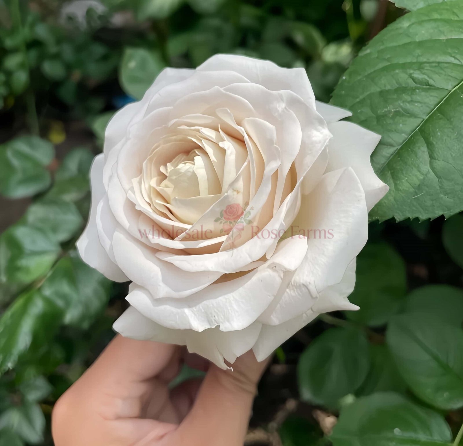 Yukinoniwa Rose plant丨Wholesale Rose Farms