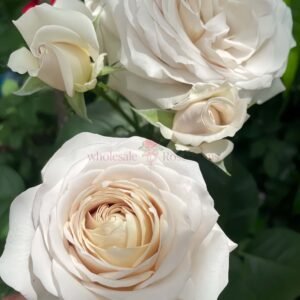 Yukinoniwa Rose丨Wholesale Rose Farms