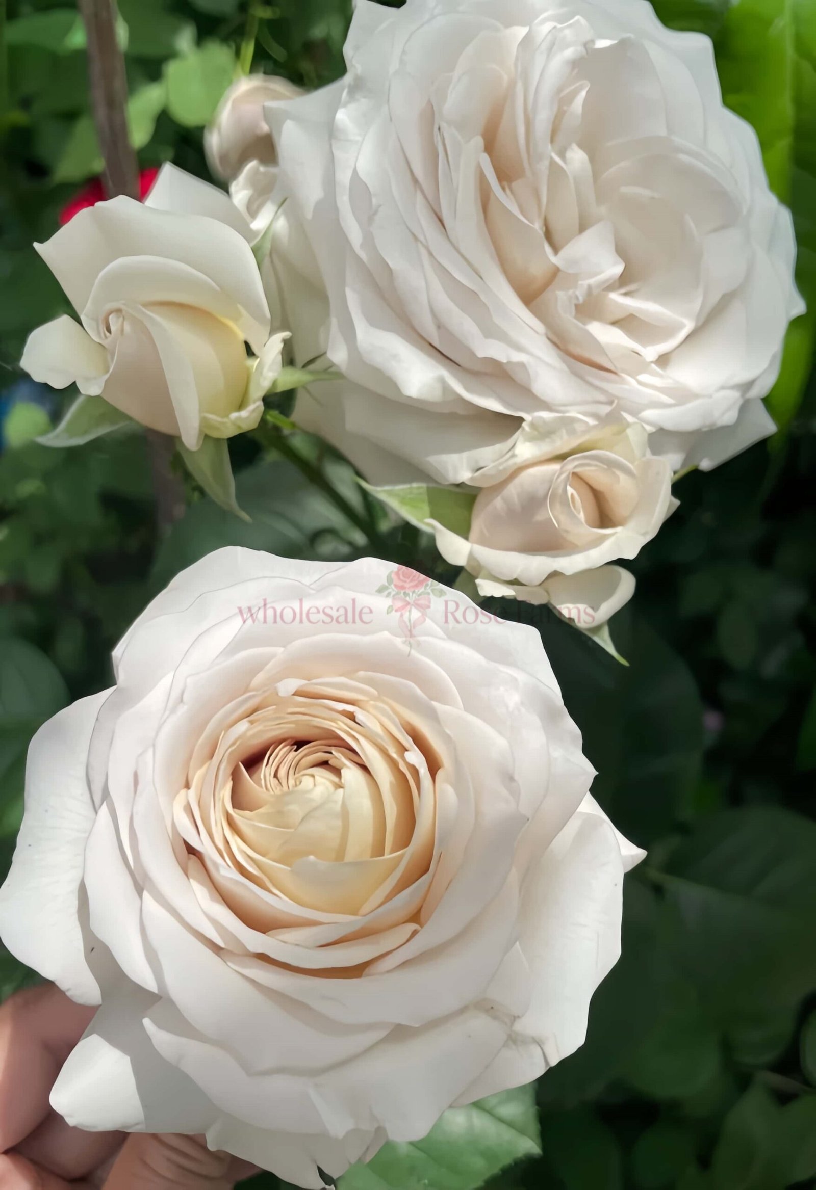 Yukinoniwa Rose丨Wholesale Rose Farms