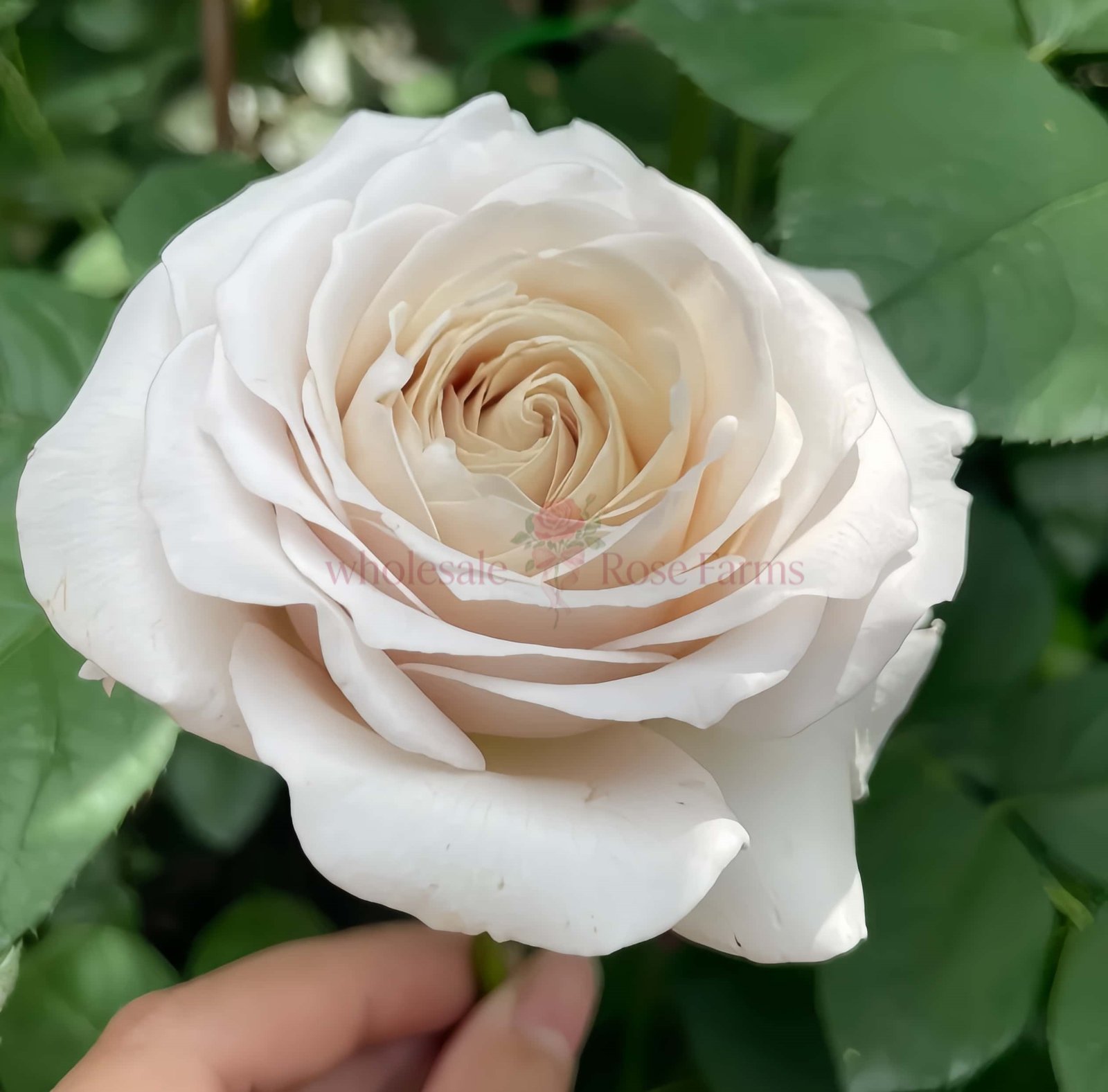 Yukinoniwa Rose for Wholesale丨Wholesale Rose Farms