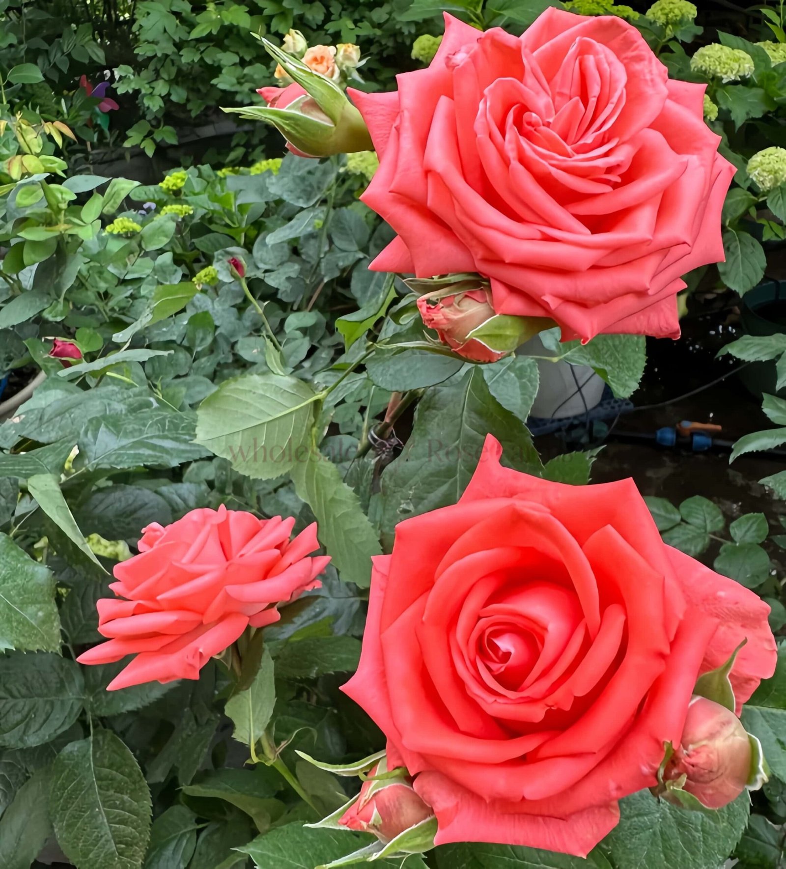 Zhihua Rose plant丨Wholesale Rose Farms