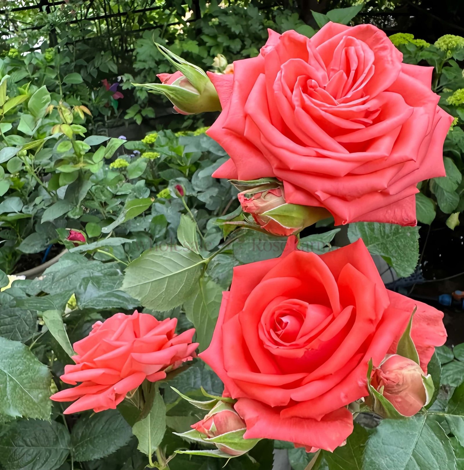 Zhihua Rose丨Wholesale Rose Farms