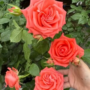 Zhihua Rose for Wholesale丨Wholesale Rose Farms