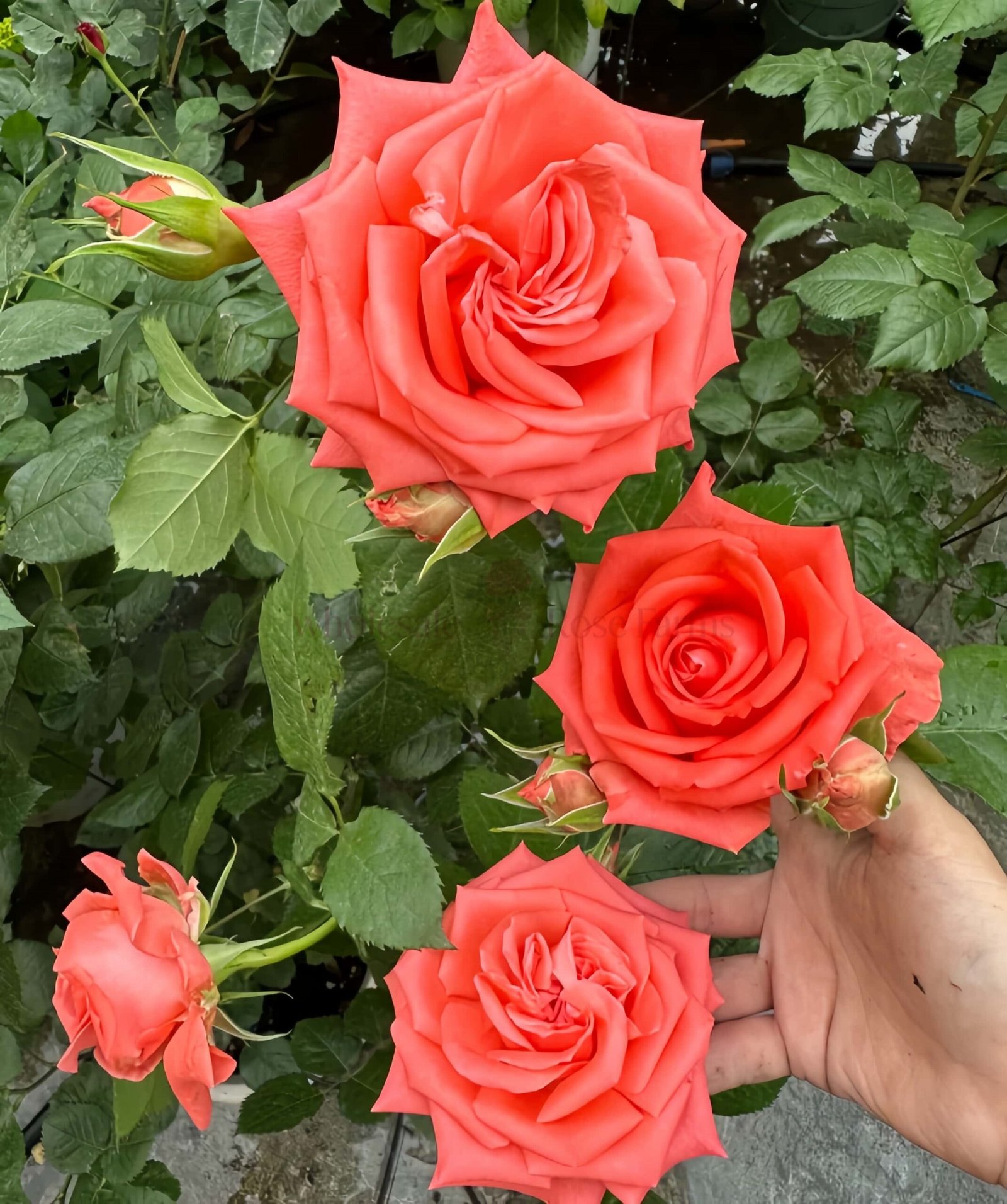 Zhihua Rose for Wholesale丨Wholesale Rose Farms
