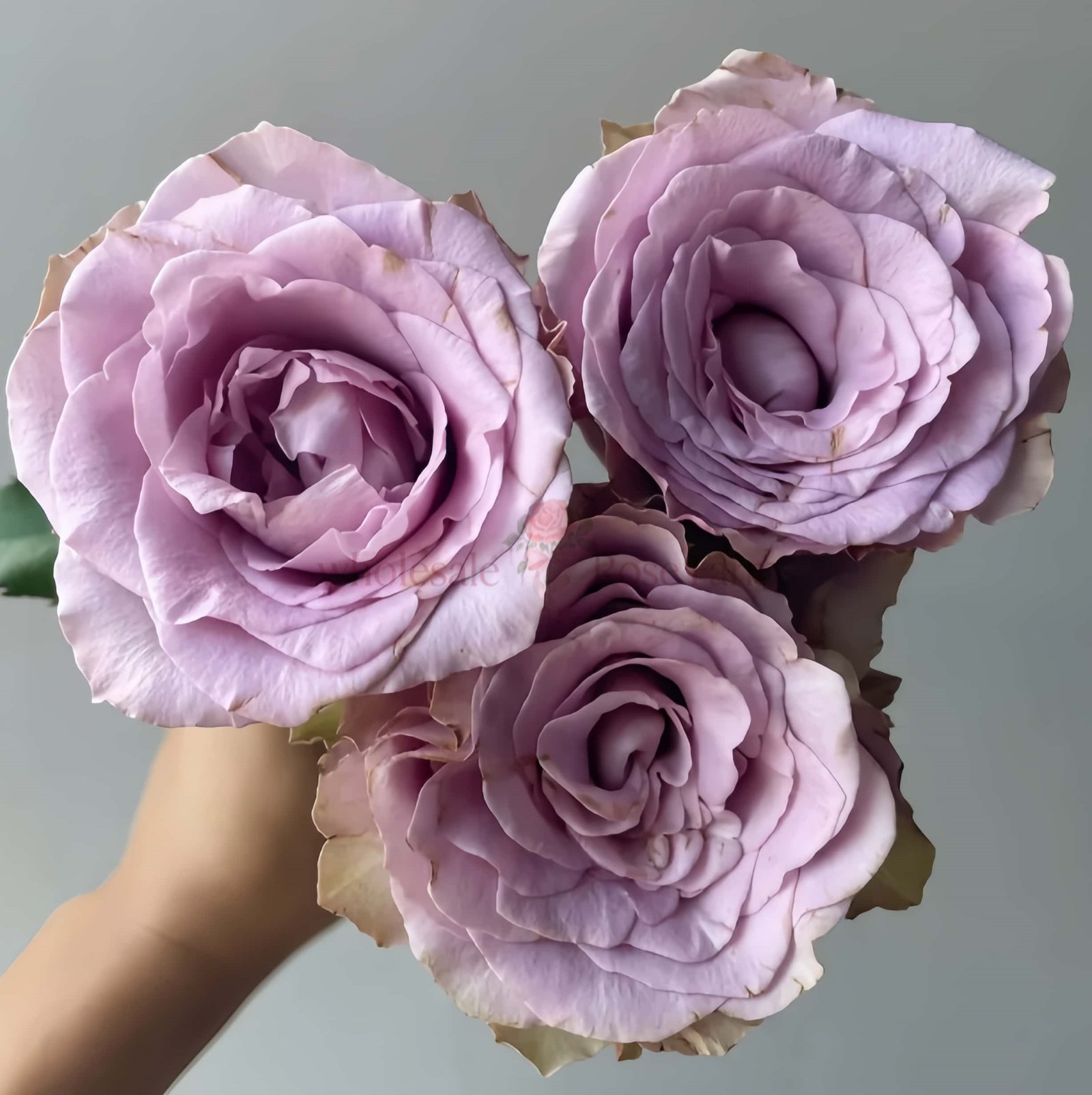 Zidi Rose plant丨Wholesale Rose Farms