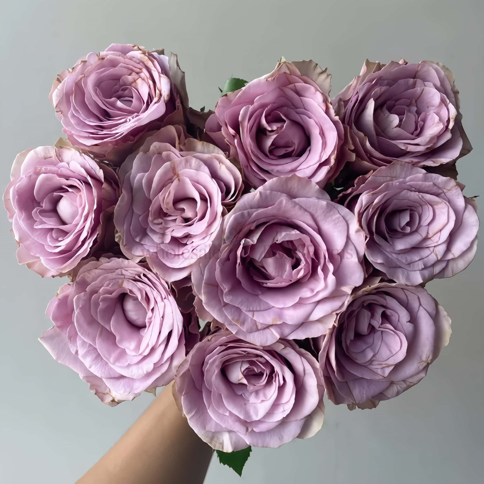 Zidi Rose丨Wholesale Rose Farms