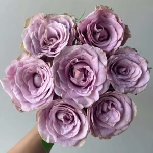 Zidi Rose for Wholesale丨Wholesale Rose Farms
