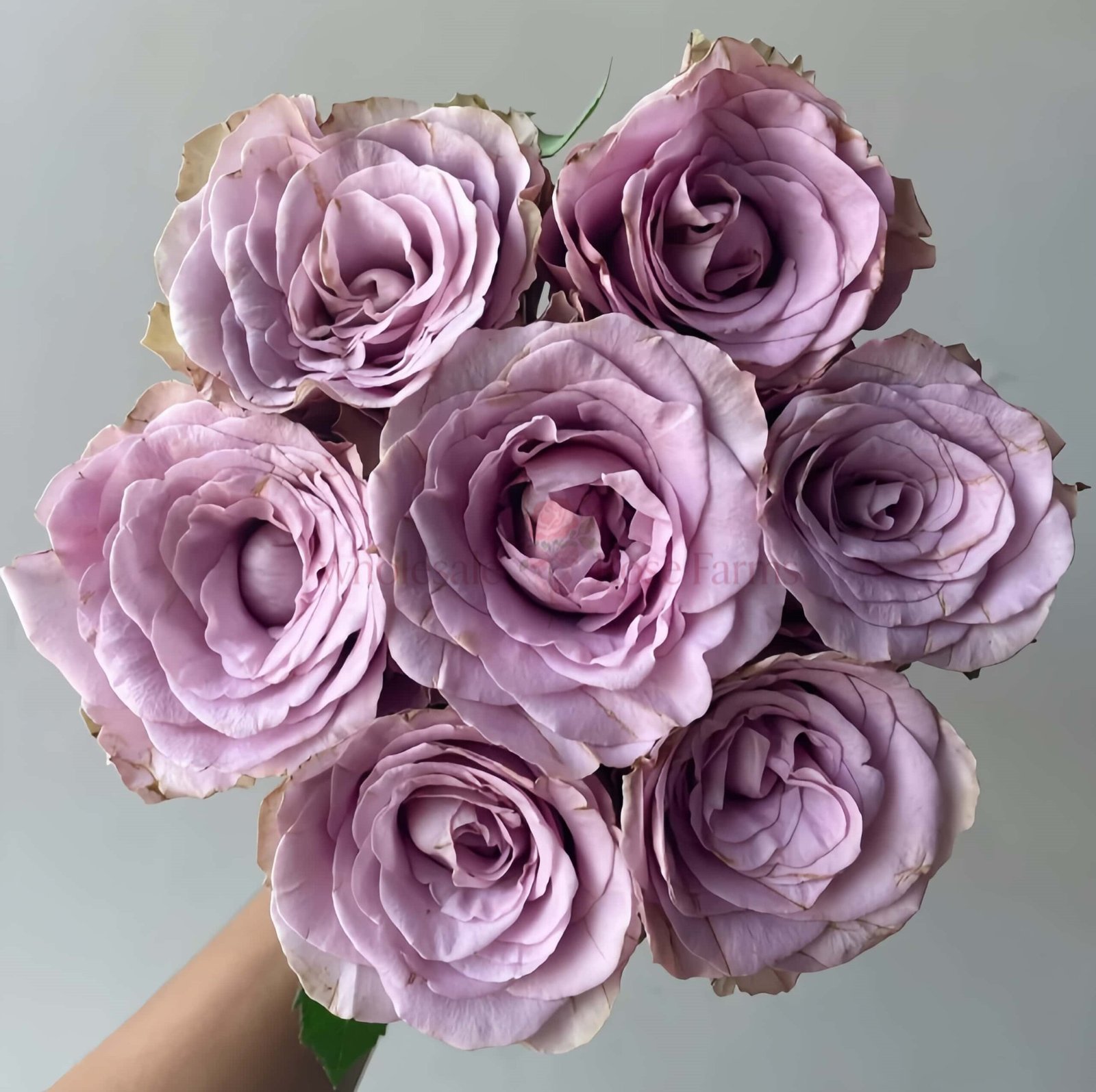 Zidi Rose for Wholesale丨Wholesale Rose Farms